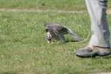 Photo /users/ganesh/gryphon/2337