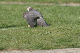 Photo /users/ganesh/gryphon/2338