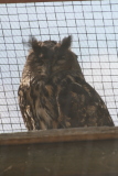 Photo /users/ganesh/gryphon/2347