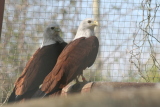 Photo /users/ganesh/gryphon/2348