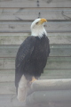 Photo /users/ganesh/gryphon/2349