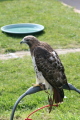 Photo /users/ganesh/gryphon/2352