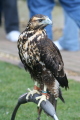 Photo /users/ganesh/gryphon/2355
