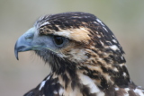 Photo /users/ganesh/gryphon/2356