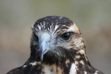Photo /users/ganesh/gryphon/2357