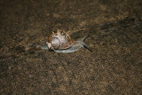 Photo /users/ganesh/gryphon/2494