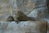 Photo /users/ganesh/gryphon/2668