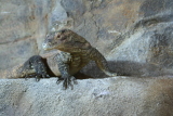 Photo /users/ganesh/gryphon/2669