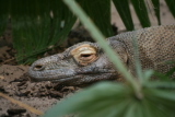 Photo /users/ganesh/gryphon/2670