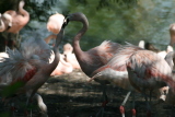 Photo /users/ganesh/gryphon/2674