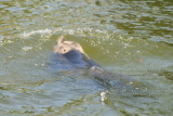 Photo /users/ganesh/gryphon/2681