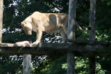 Photo /users/ganesh/gryphon/2682