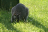 Photo /users/ganesh/gryphon/2702
