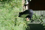 Photo /users/ganesh/gryphon/2706