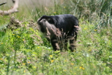 Photo /users/ganesh/gryphon/2715
