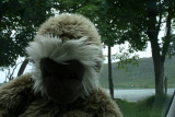 Photo /users/ganesh/gryphon/3071