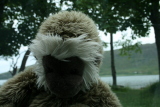 Photo /users/ganesh/gryphon/3073