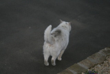Photo /users/ganesh/gryphon/3181