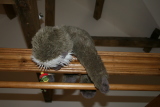 Photo /users/ganesh/gryphon/3186
