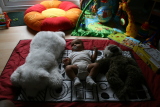 Photo /users/ganesh/gryphon/3597