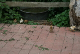 Photo /users/ganesh/gryphon/3600