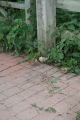 Photo /users/ganesh/gryphon/3601
