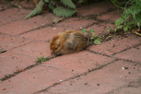 Photo /users/ganesh/gryphon/3603