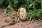 Photo /users/ganesh/gryphon/3605