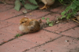 Photo /users/ganesh/gryphon/3607