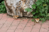 Photo /users/ganesh/gryphon/3608