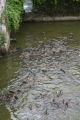 Photo /users/ganesh/gryphon/3623