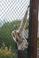 Photo /users/ganesh/gryphon/4208