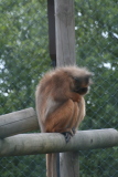 Photo /users/ganesh/gryphon/4210