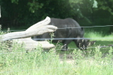 Photo /users/ganesh/gryphon/4256