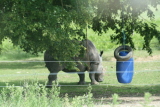 Photo /users/ganesh/gryphon/4257