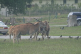 Photo /users/ganesh/gryphon/4263