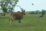 Photo /users/ganesh/gryphon/4267