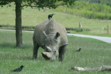 Photo /users/ganesh/gryphon/4275