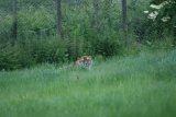 Photo /users/ganesh/gryphon/4287