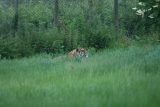 Photo /users/ganesh/gryphon/4288