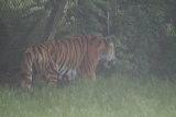 Photo /users/ganesh/gryphon/4290