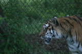 Photo /users/ganesh/gryphon/4297