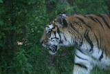 Photo /users/ganesh/gryphon/4298