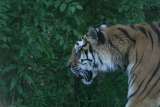 Photo /users/ganesh/gryphon/4299