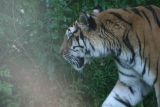 Photo /users/ganesh/gryphon/4300