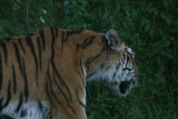 Photo /users/ganesh/gryphon/4302