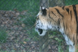 Photo /users/ganesh/gryphon/4303