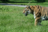 Photo /users/ganesh/gryphon/4304