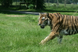 Photo /users/ganesh/gryphon/4305