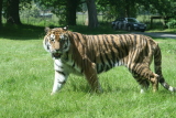 Photo /users/ganesh/gryphon/4309